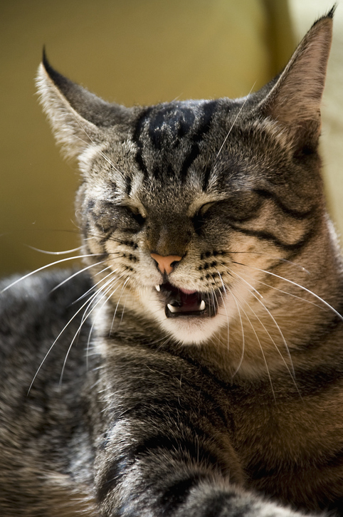 Whisker Loss In Cats Is It Normal For My Cat To Shed Its Whiskers