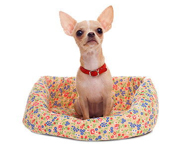 Pet Boarding Mishawaka, IN for Dogs