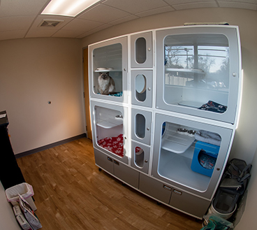 cat-boarding-room-2 cat-boarding-room-2