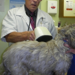 lincolnway-vet-microchipping