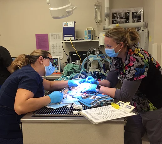 lincolnway-vets-dental-procedure