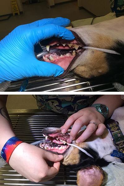 mishawaka in cat and dog teeth cleaning