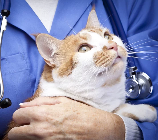 cat held by vet