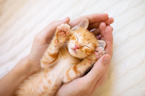 Caring for new store kittens