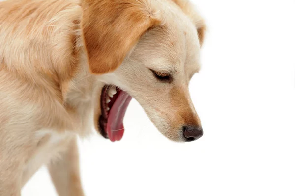 what should i do if my dog keeps vomiting