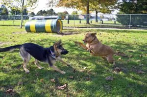Dogs playing in Mishawaka dog park