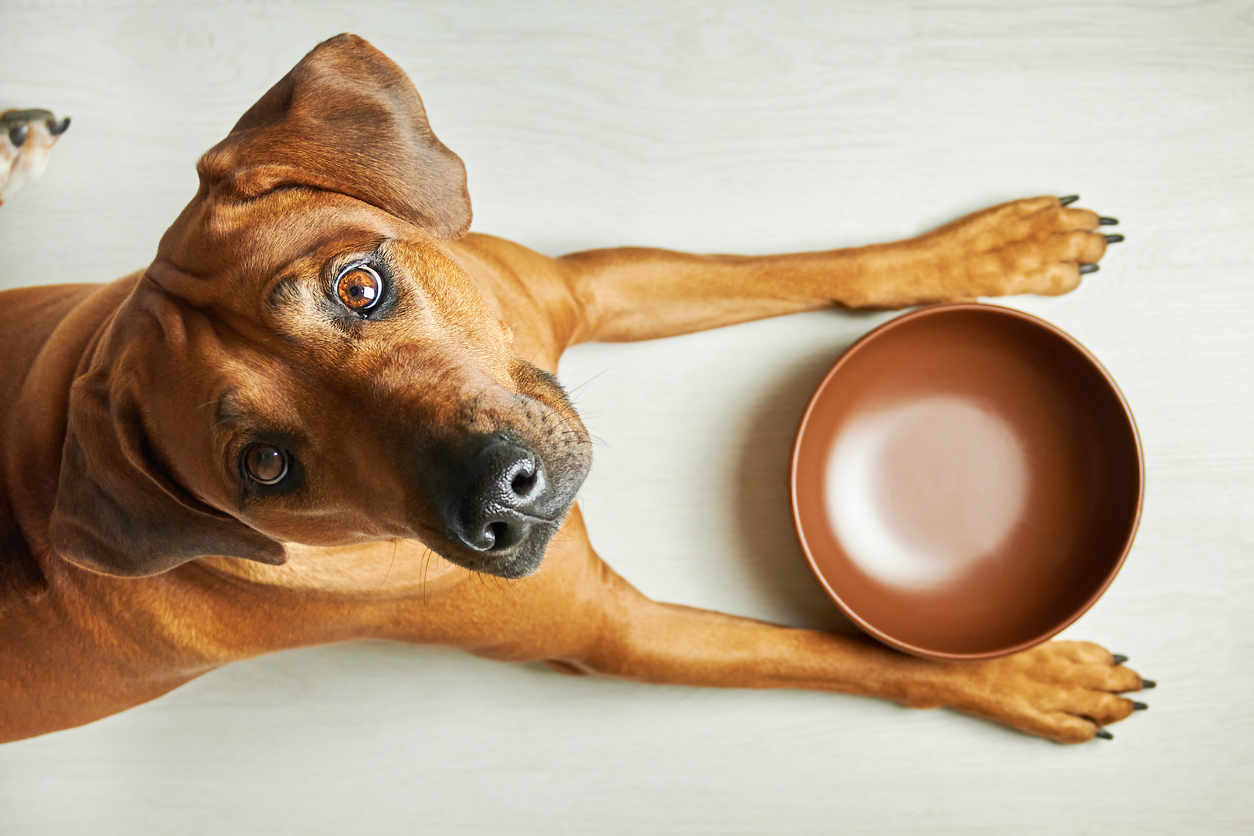 How to Help Stop Food Aggression in Dogs