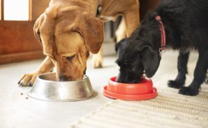 Preventing food store aggression in puppies