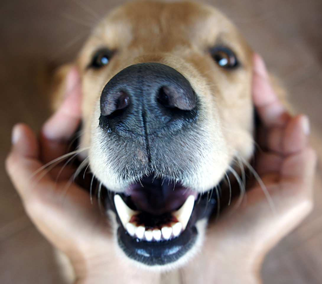 Here are a few more facts about dog teeth: