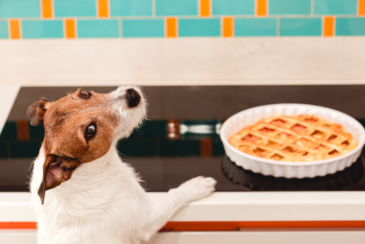 why is my dog eating but not drinking