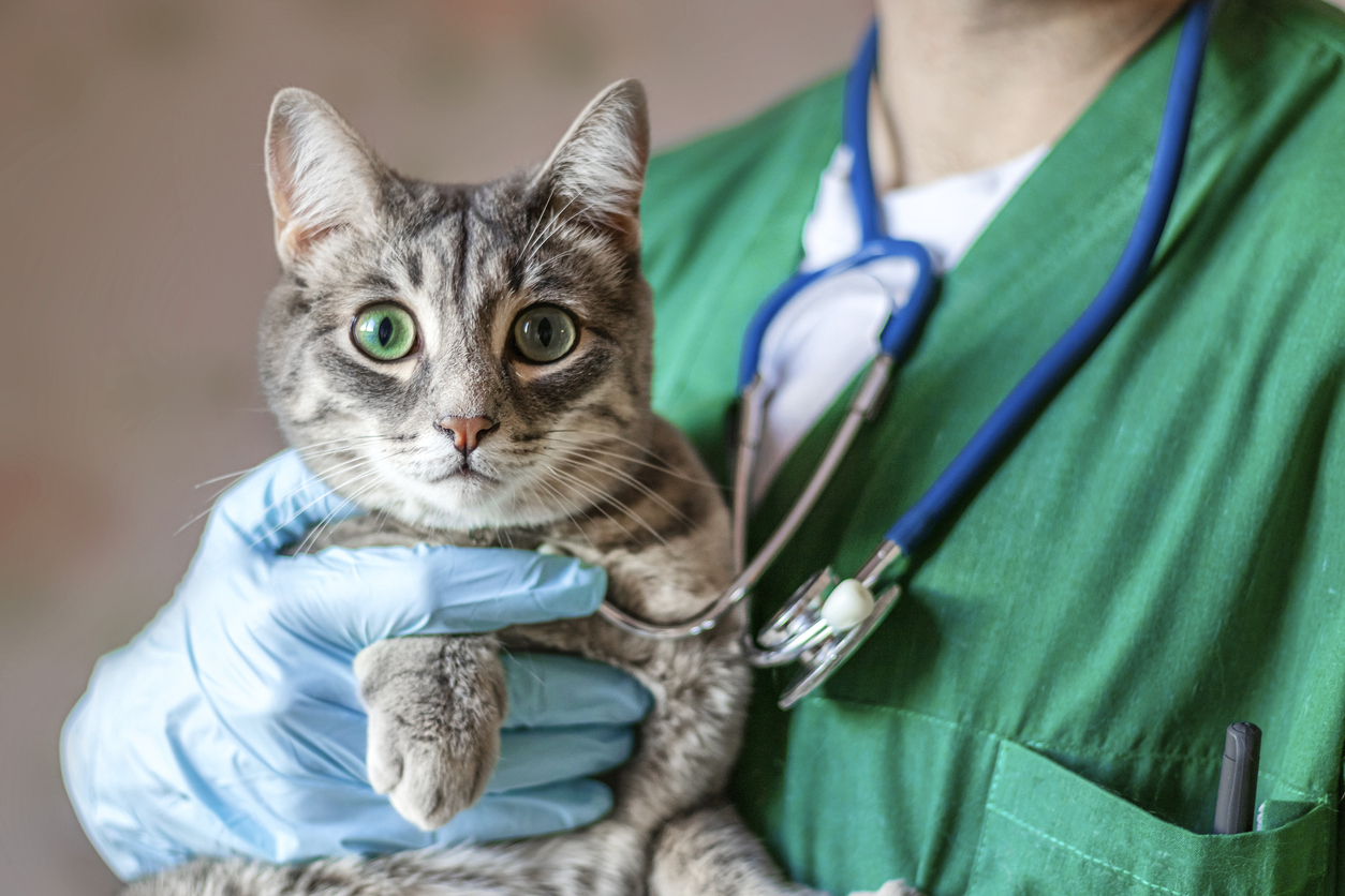 Everything You Need to Know About Cat Ringworm in Mishawaka, IN
