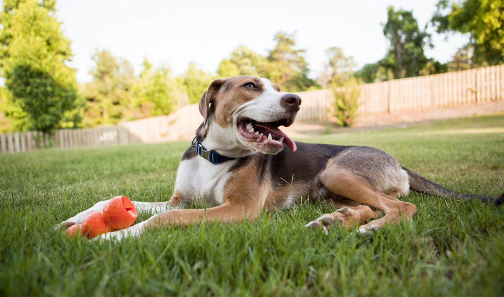 brown dog in grass