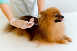 Dog getting stem cell therapy