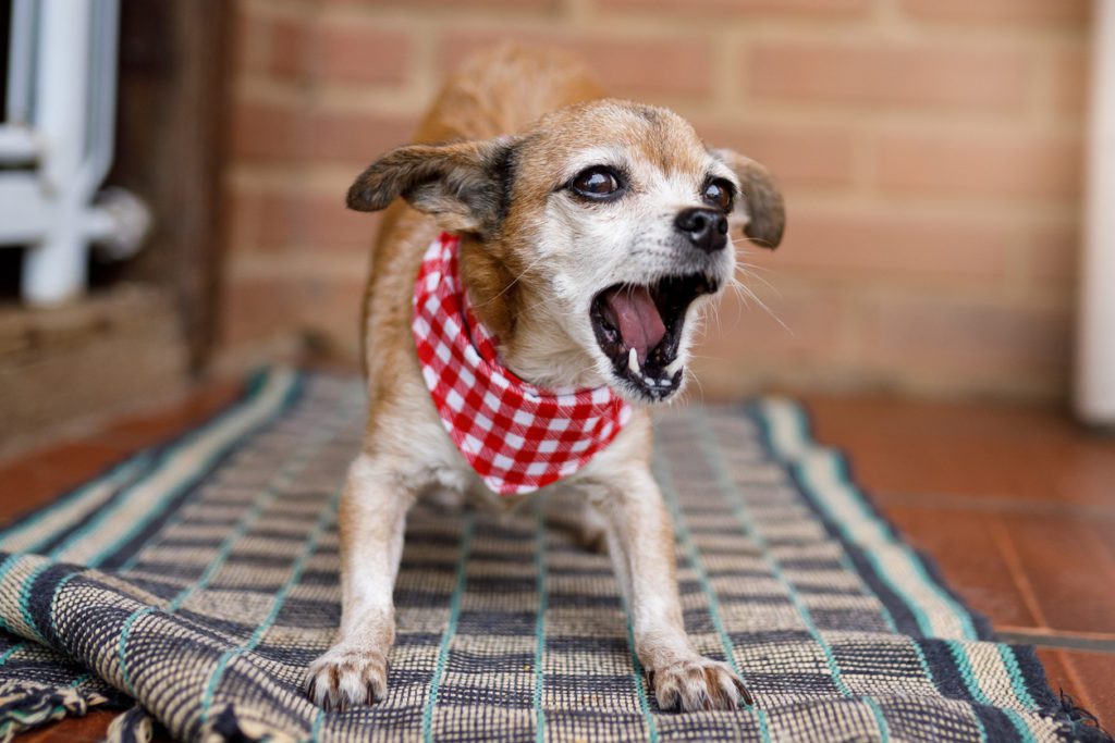 Small mixed breed dog barking at carpet