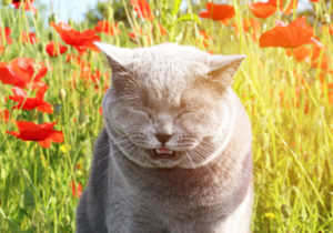 cat allergy mishawaka in