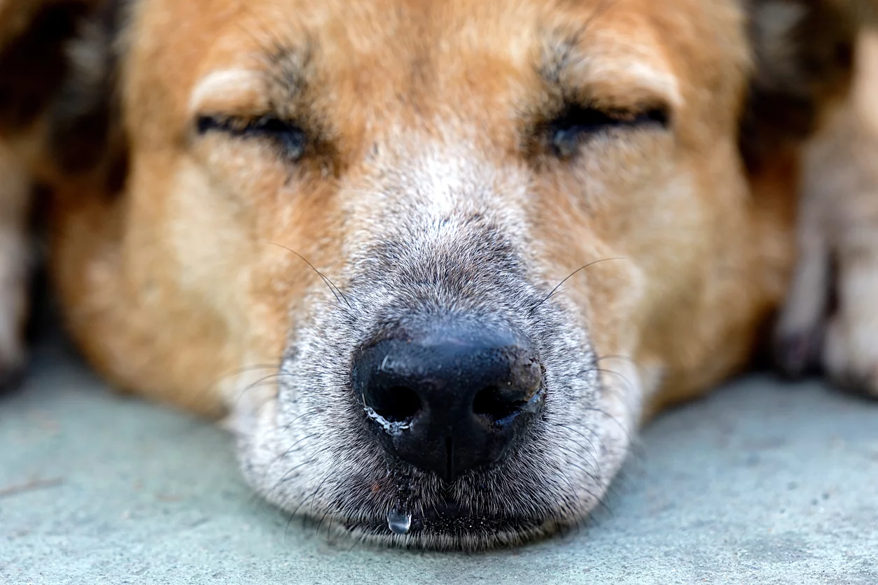 Dog has 2024 crusty nose