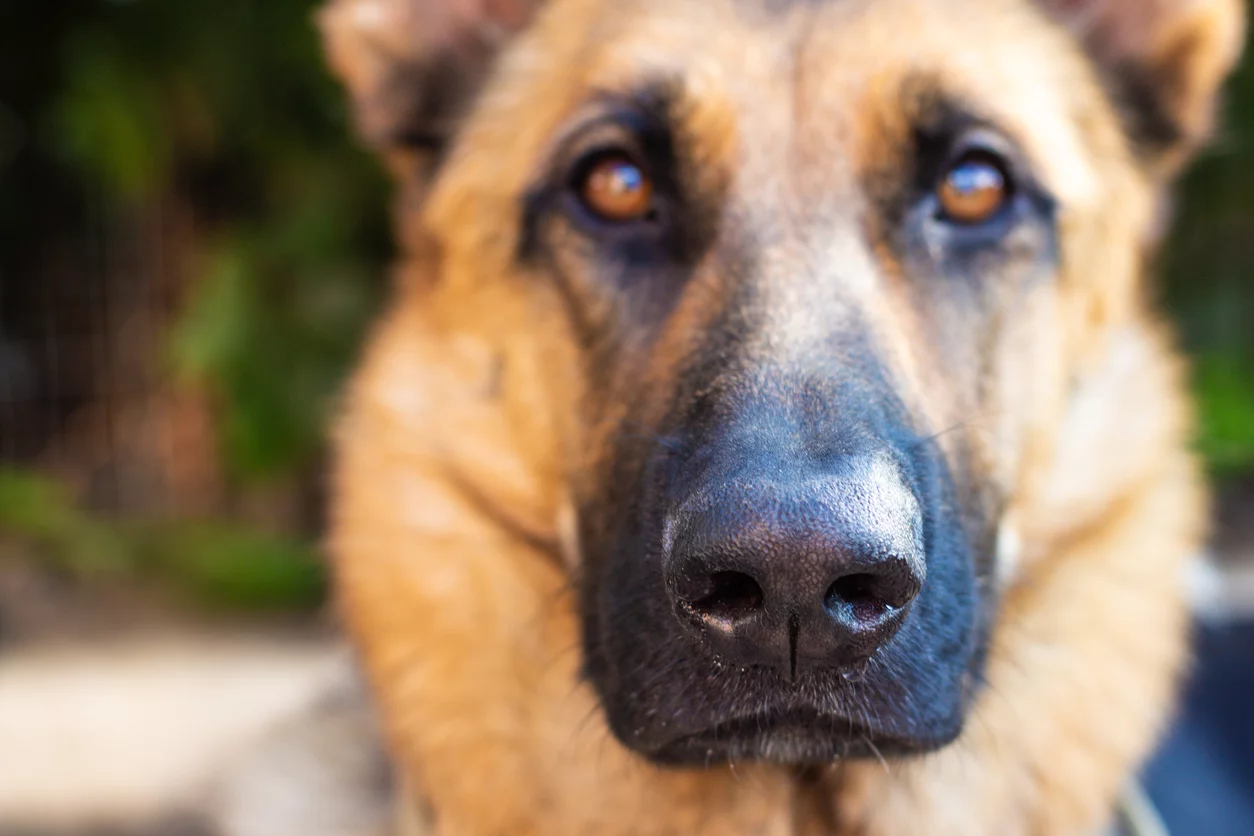 Why is My Dog's Nose Dripping? Lincolnway Veterinary Clinic