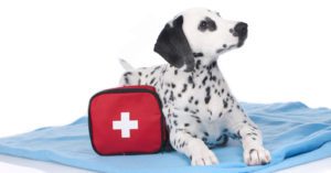 Young dalmatian beside first aid kit