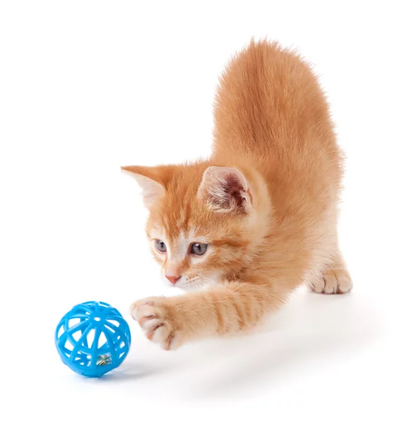 6 Types of Cat Toys to Make Lazy Cats More Active Lincolnway
