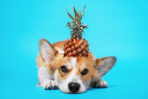 can dogs eat pineapple mishawaka in