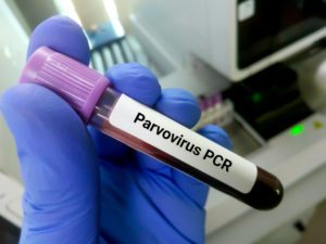 canine parvovirus 