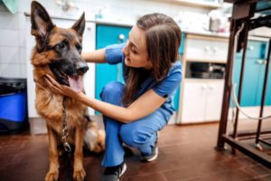how to treat parvo in dogs 