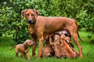 what are the stages of pregnancy in dogs mishawka in