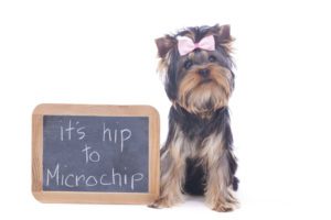 cost to microchip a dog