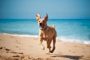 dog friendly beaches south bend indiana