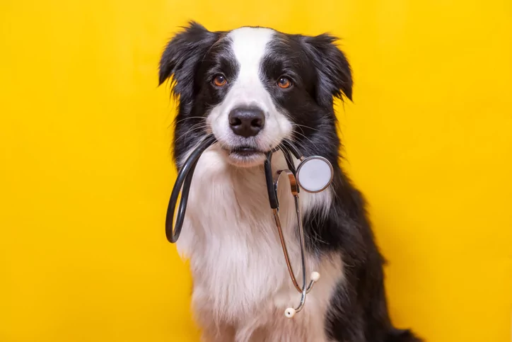 Dog throwing best sale up yellow foam