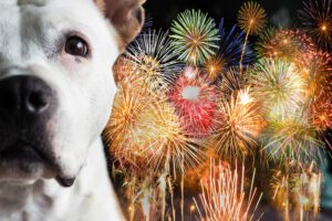 how to keep my dog less stressed around fireworks mishawaka indiana