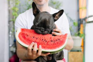 can dogs eat watermelon mishawaka in