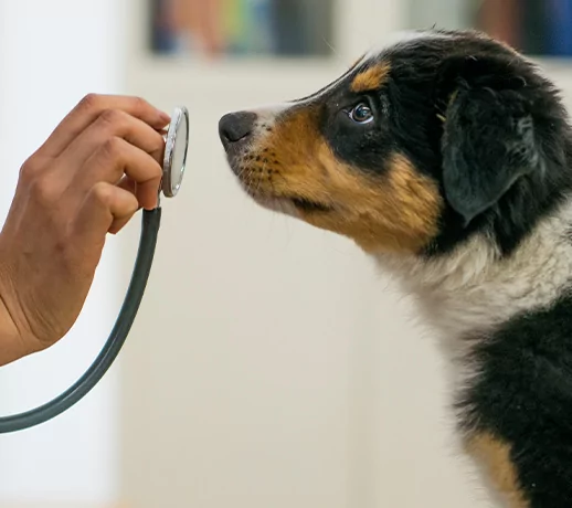 pet with stethescope