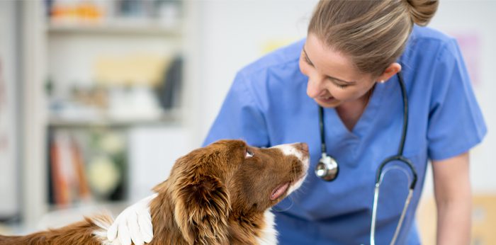 veterinarian-petting-dog-on-exam-table