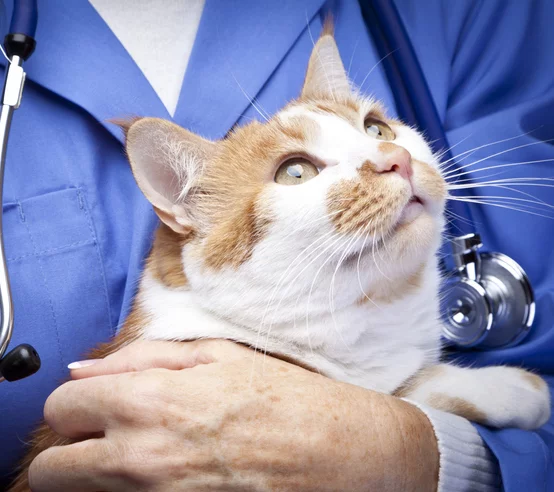 veterinarian cat looking up while being held by a veterinarian