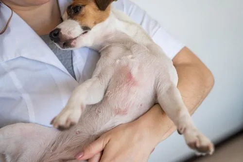 vet-holding-jack-russell-terrier-dog-with-dermatitis