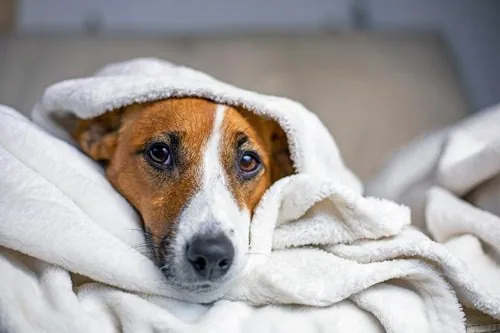 jack-russell-terrier-dog-laying-under-blanket