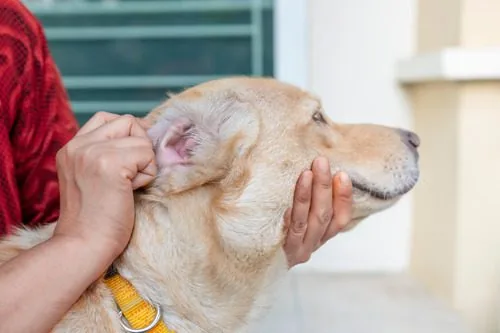 owner-checking-dog's-ear-for-ticks