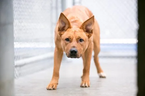 mixed-breed-nervous-dog-in-kennel-at-shelter