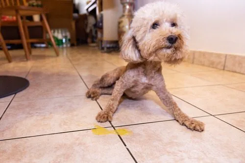 toy-poodle-dog-laying-next-to-yellow-vomit-puddle-on-the-floor