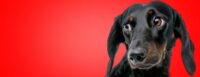 black-and-brown-dachshund-dog-side-eyeing-something-off-camera-against-a-red-background