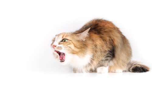 cat-coughing-against-white-background