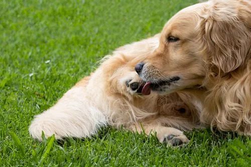 golden-retriever-dog-laying-in-the-grass-licking-one-of-its-back-paws