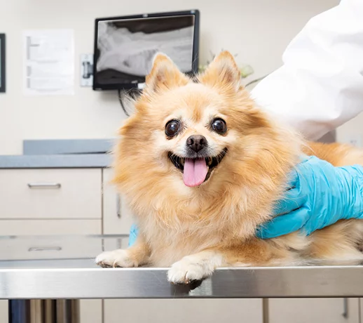 veterinarian-middlebury-in dog smiling while being examined by a veterinarian