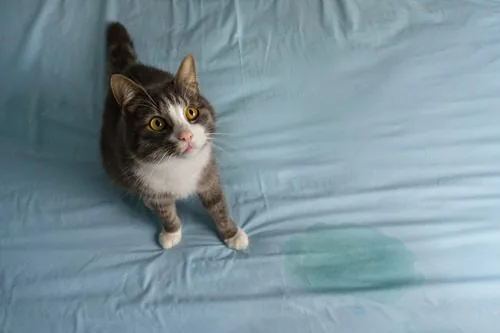 gray-and-white-cat-sitting-on-bed-near-wet-spot-looking-up-at-camera