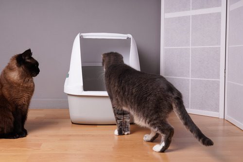 two-cats-looking-at-litter-box
