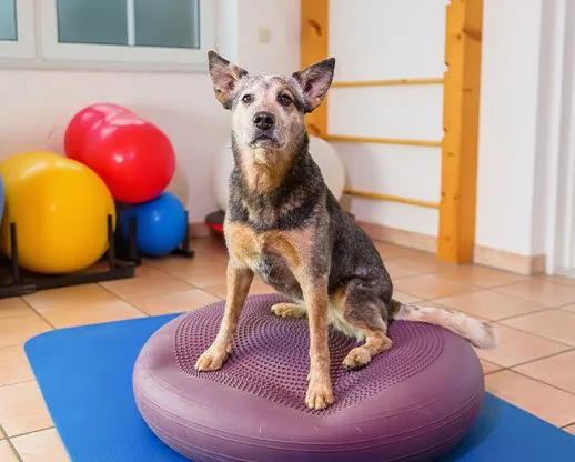 Australian cattle dog standing on balance training device