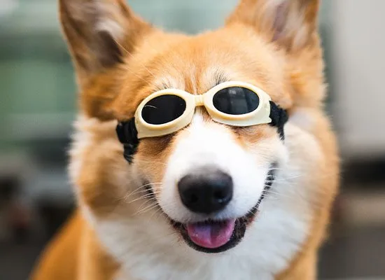 happy corgi dog wearing dark goggles for laser therapy session