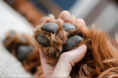 close up view of a brown furry dog's paw