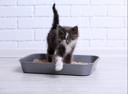 black and white kitten in small gray litter box